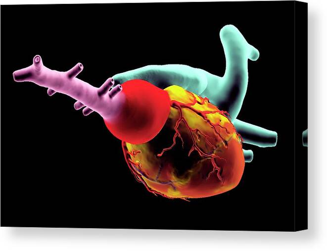 3-dimensional Canvas Print featuring the photograph Zebrafish Heart by K H Fung/science Photo Library