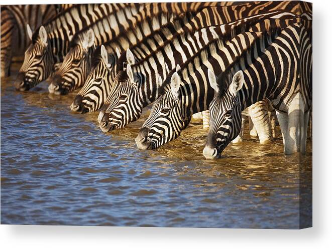 Wild Canvas Print featuring the photograph Zebras drinking by Johan Swanepoel