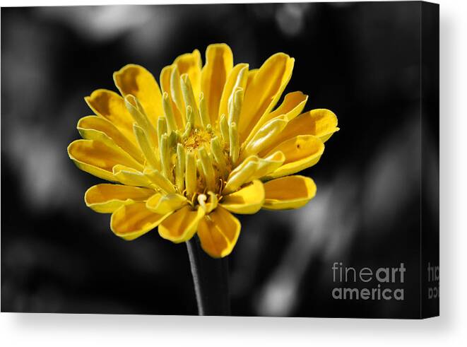 Zinnia Canvas Print featuring the photograph Zinnia Yellow Flower Floral Decor Macro Color Splash Black and White Digital Art by Shawn O'Brien