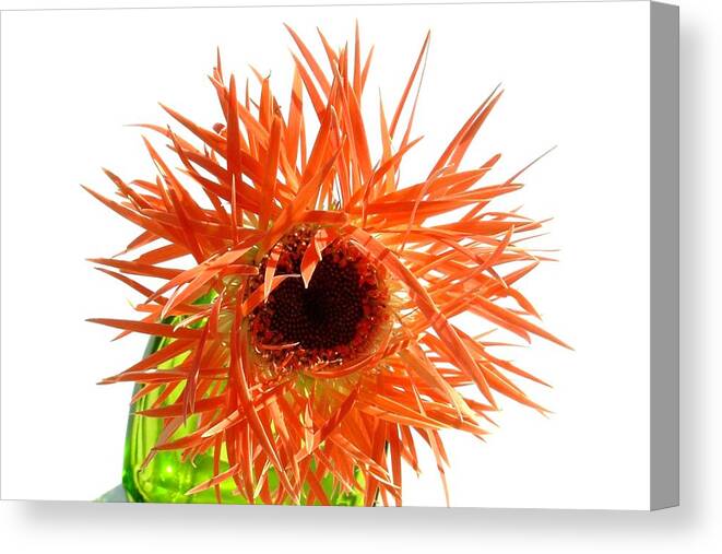 Gerbera Photographs Canvas Print featuring the photograph 0690c-017 by Kimberlie Gerner Wells