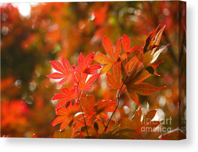 Maple Canvas Print featuring the photograph Acer leaves #1 by Gaspar Avila