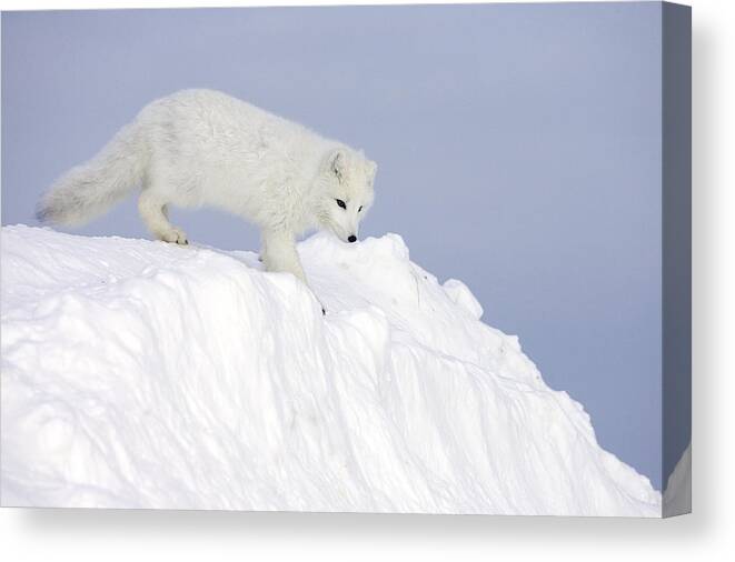 Mp Canvas Print featuring the photograph Arctic Fox Alopex Lagopus On Snow Drift #1 by Matthias Breiter