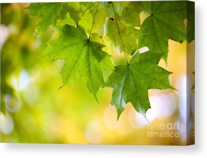 Autumn Canvas Print featuring the photograph Autumn #1 by Kati Finell