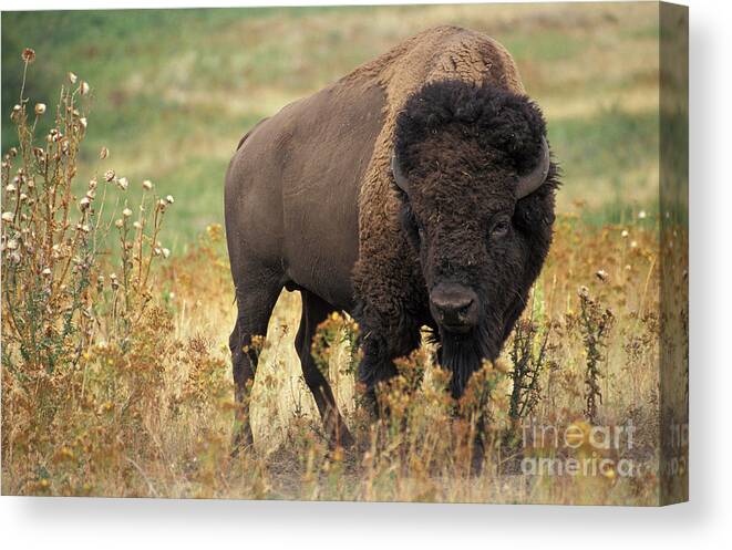 Bison Canvas Print featuring the photograph Bison #1 by Science Source