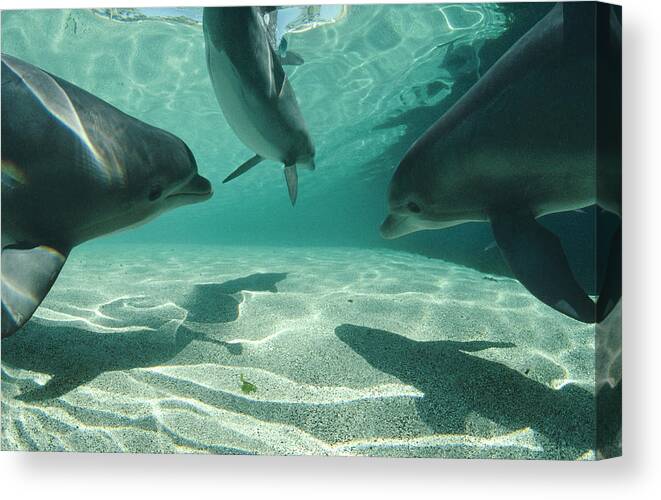 00087907 Canvas Print featuring the photograph Bottlenose Dolphin Trio Hawaii #1 by Flip Nicklin