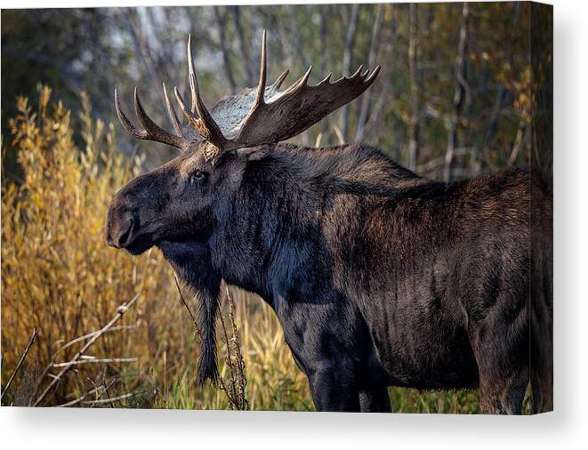 2012 Canvas Print featuring the photograph Bull Moose #2 by Ronald Lutz