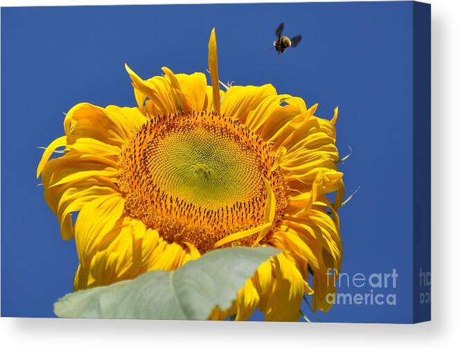 Sunflower Canvas Print featuring the photograph Coming in for Landing by Cheryl Baxter