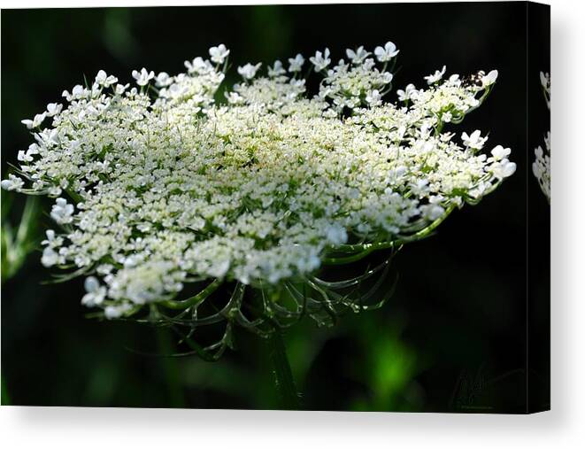  Canvas Print featuring the photograph Delicate World by Mark Valentine