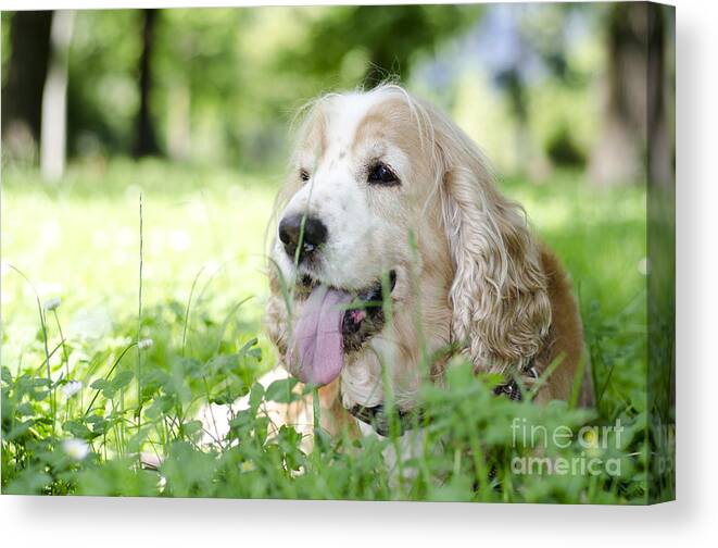 Dog Canvas Print featuring the photograph Dog on the green grass #1 by Mats Silvan