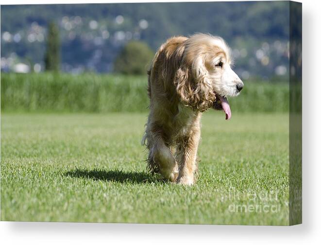 Dog Canvas Print featuring the photograph Dog walking #1 by Mats Silvan