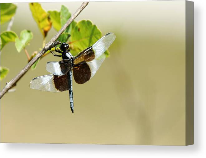Dragonfly Canvas Print featuring the photograph Dragonfly #1 by Alan Hutchins