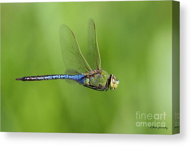 Dragon Canvas Print featuring the photograph Dragonfly #1 by Steve Javorsky