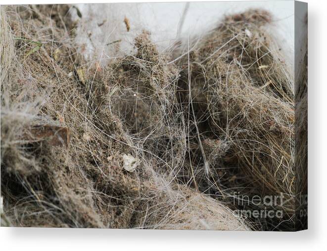Allergen Canvas Print featuring the photograph Dust Ball #1 by Photo Researchers, Inc.