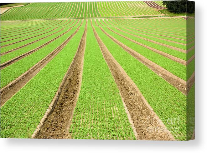 Agricultural Canvas Print featuring the photograph Farmland furrows in perspective by Simon Bratt