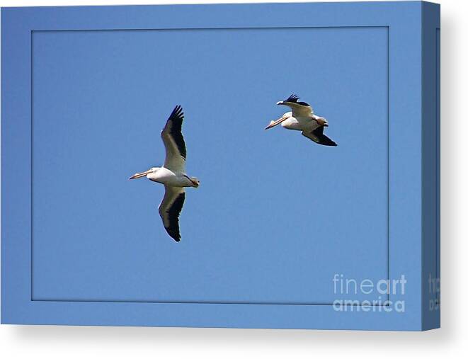 Color Photography Canvas Print featuring the photograph Flight For Life #1 by Sue Stefanowicz