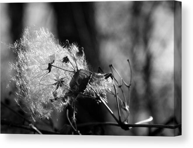 Seeds Canvas Print featuring the photograph Going to Seed #1 by Rick Rauzi