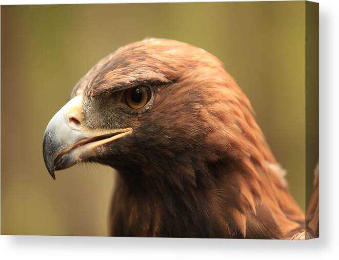 Nature Canvas Print featuring the photograph Golden Eagle by Doug McPherson