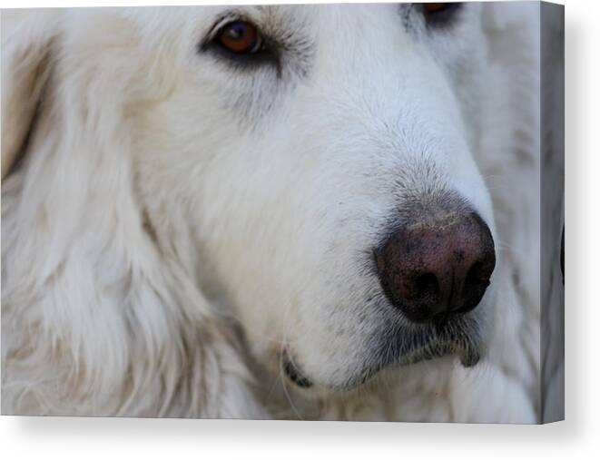 Dog Canvas Print featuring the photograph Great Pyrenees #1 by Kim Galluzzo