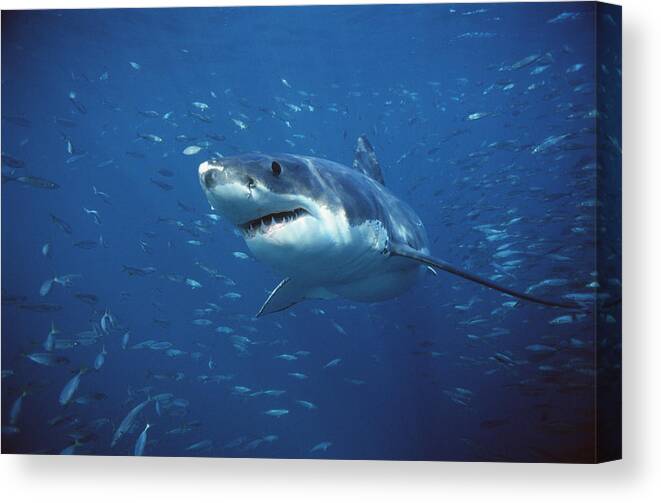 Mp Canvas Print featuring the photograph Great White Shark Carcharodon #1 by Mike Parry