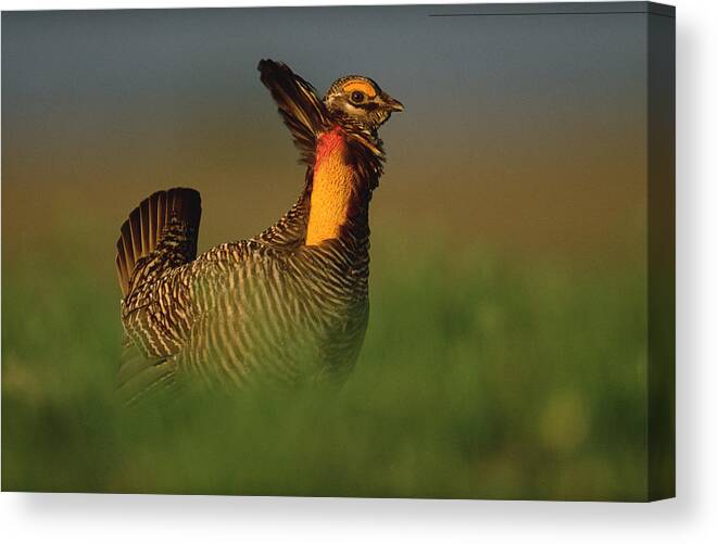 00171906 Canvas Print featuring the photograph Greater Prairie Chicken Male #1 by Tim Fitzharris