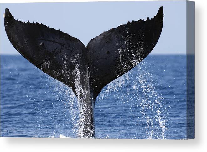 00439459 Canvas Print featuring the photograph Humpback Whale Tail Maui Hawaii #1 by Flip Nicklin