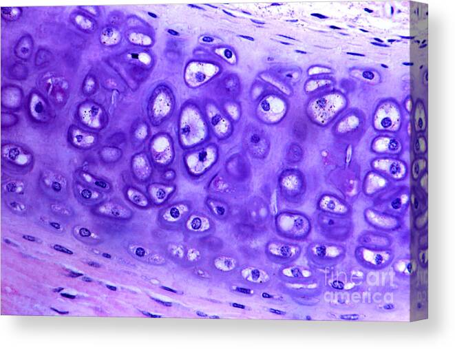Light Microscopy Canvas Print featuring the photograph Hyaline Cartilage #1 by M. I. Walker