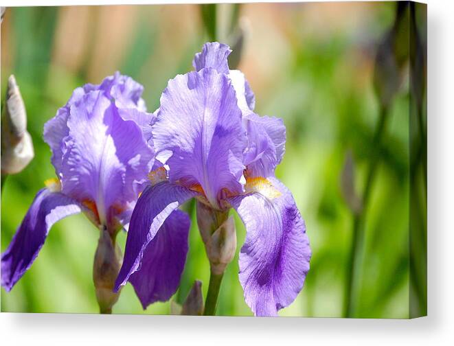 Image Of Lavender Iris Blossom Canvas Print featuring the photograph Lavender Iris I #1 by Mary McAvoy