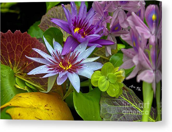 Cluster Of Waterlilies Canvas Print featuring the photograph Lilies No. 32 #1 by Anne Klar