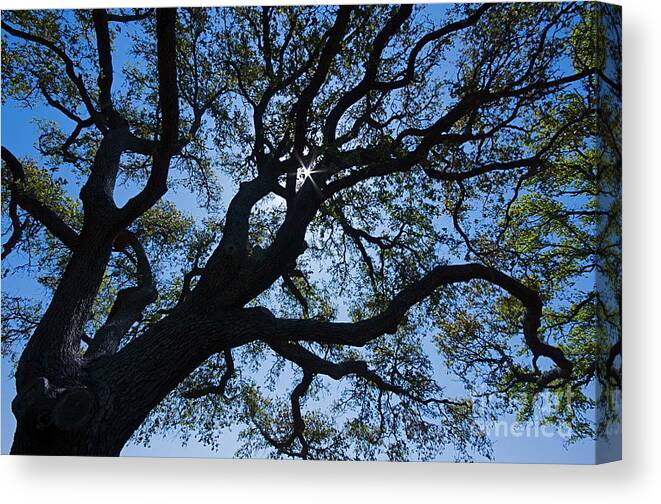 Tree Canvas Print featuring the photograph Looking Up by Nicola Fiscarelli