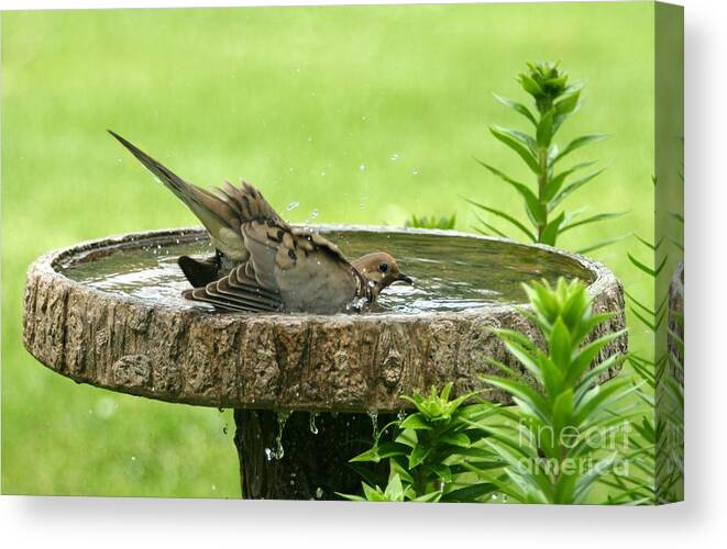 Nature Canvas Print featuring the photograph Mourning Dove #1 by Jack R Brock