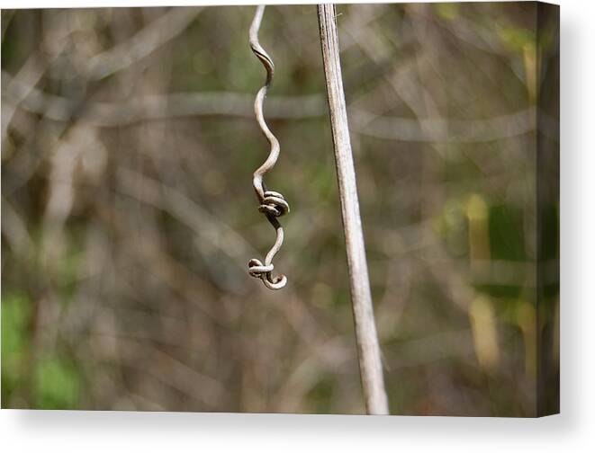 Nature Canvas Print featuring the photograph Nature's Art #1 by Mary McAvoy