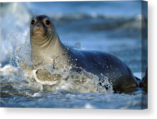 Mp Canvas Print featuring the photograph Northern Elephant Seal Mirounga #1 by Tim Fitzharris