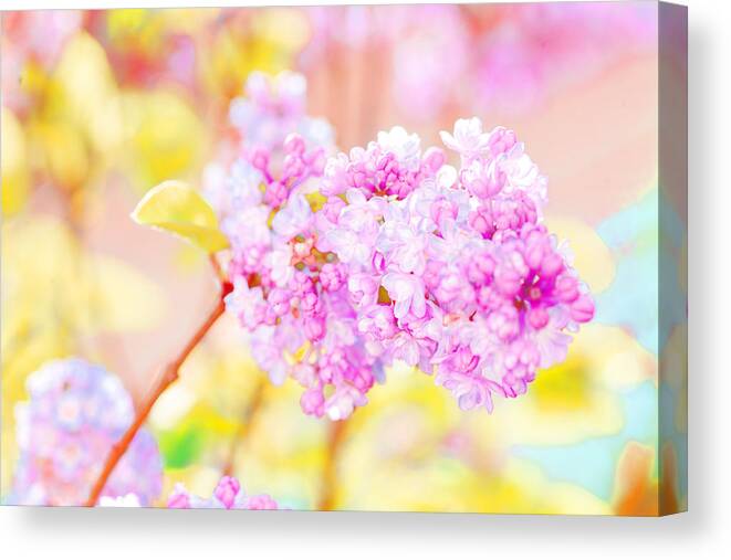 Lilacs Canvas Print featuring the photograph O Happy Day #1 by Bonnie Bruno