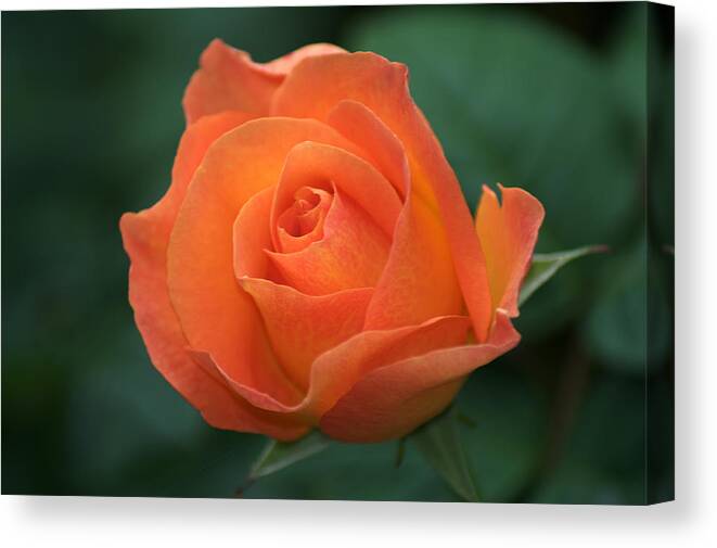 Orange Rose Canvas Print featuring the photograph Orange Rose #1 by Chris Day