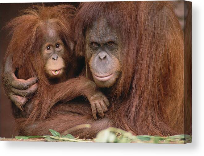 Mp Canvas Print featuring the photograph Orangutan Pongo Pygmaeus Mother by Gerry Ellis