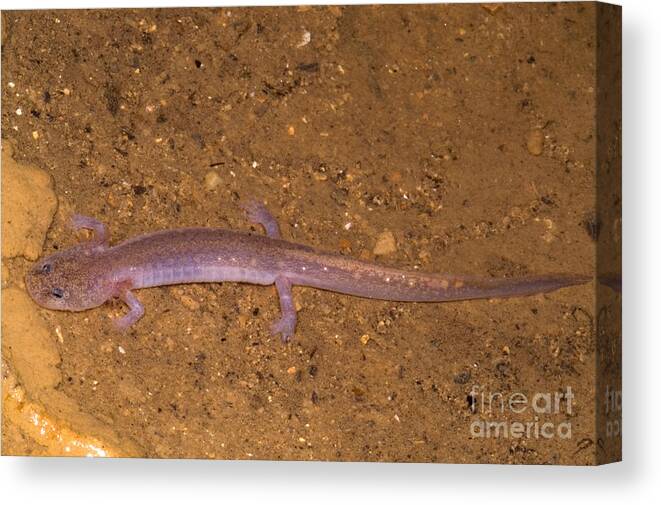 Eurycea Spelaea Canvas Print featuring the photograph Ozark Blind Cave Salamander #1 by Dante Fenolio