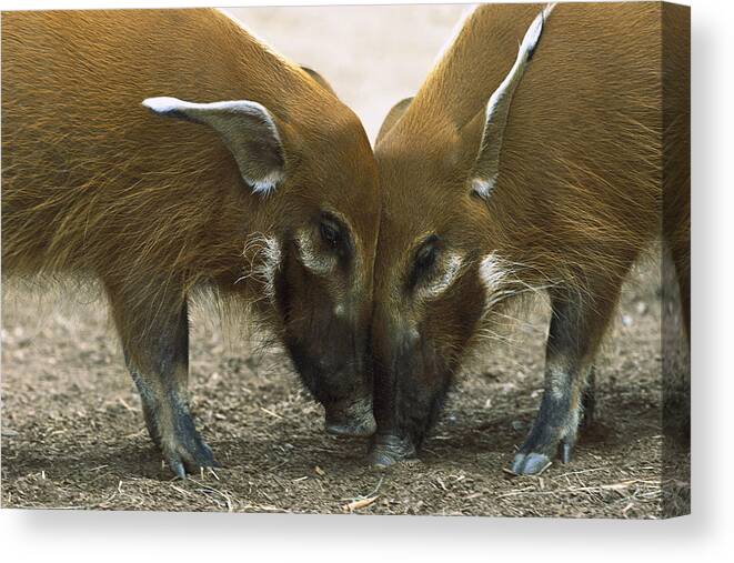 Mp Canvas Print featuring the photograph Red River Hog Potamochoerus Porcus Pair #1 by San Diego Zoo