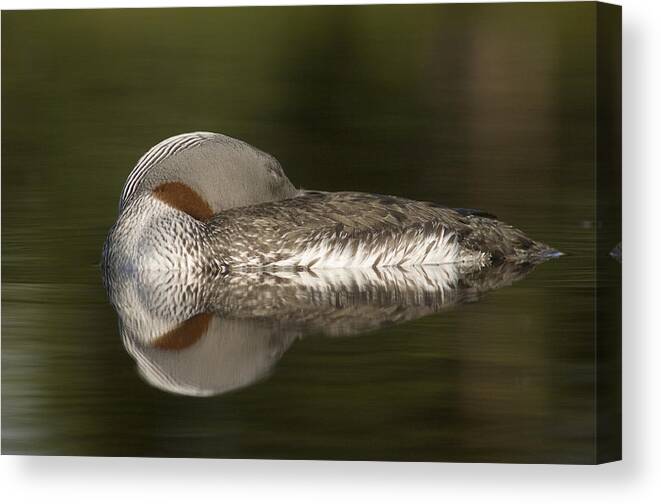 Mp Canvas Print featuring the photograph Red-throated Loon Gavia Stellata #1 by Michael Quinton