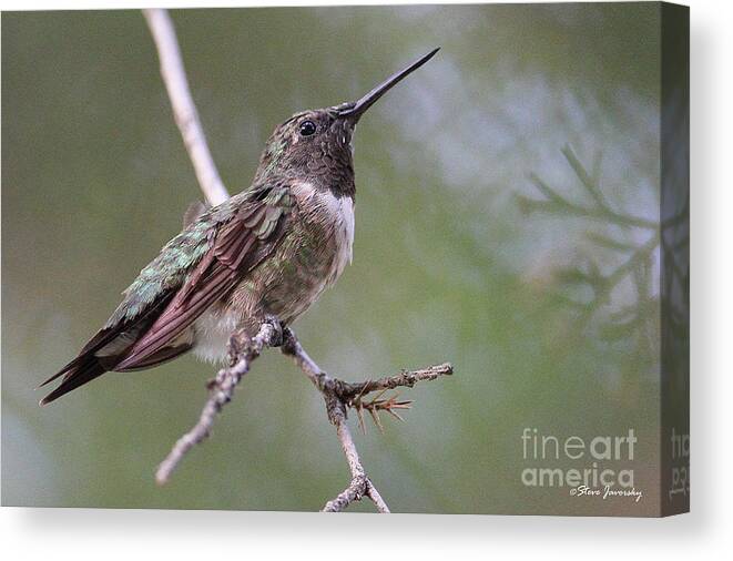 Hummingbird Canvas Print featuring the photograph Ruby Throated Hummingbird #1 by Steve Javorsky