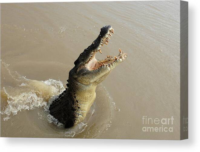 Salt Water Crocodile Canvas Print featuring the photograph Salt Water Crocodile 2 #1 by Bob Christopher