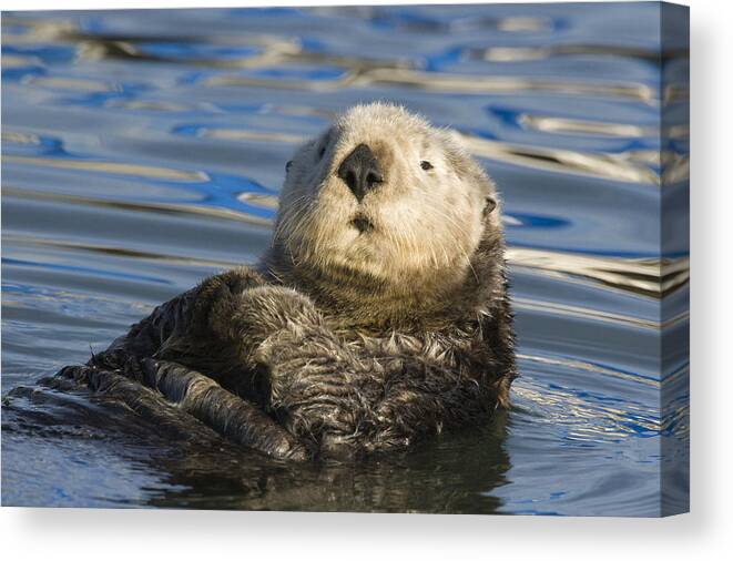 00429662 Canvas Print featuring the photograph Sea Otter Elkhorn Slough Monterey Bay #1 by Sebastian Kennerknecht