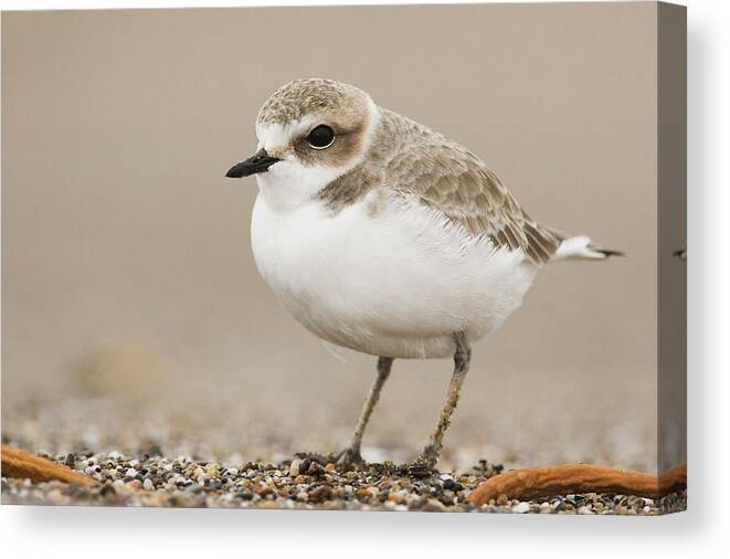 00429805 Canvas Print featuring the photograph Snowy Plover In Winter Plumage Point #1 by Sebastian Kennerknecht