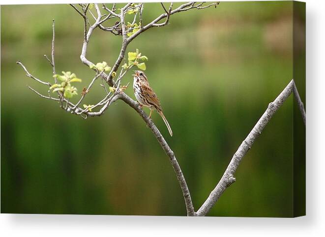 Image Of Song Sparrow Canvas Print featuring the photograph Song Sparrow #1 by Mary McAvoy