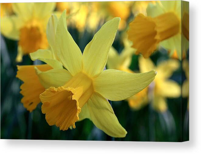 Daffodils Canvas Print featuring the photograph Spring sunshine #1 by Shirley Mitchell