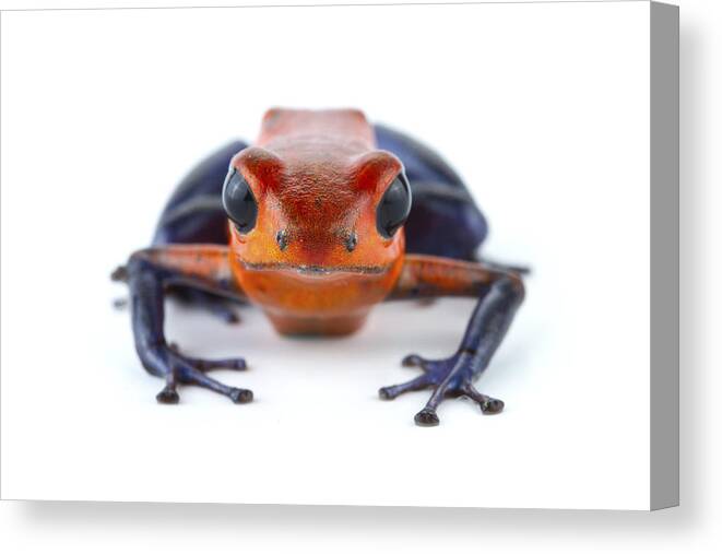 00478754 Canvas Print featuring the photograph Strawberry Poison Dart Frog La Selva #1 by Piotr Naskrecki