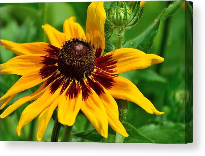 Nature Canvas Print featuring the photograph Sunflower #1 by Kathy King