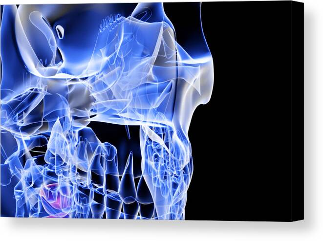 Horizontal Canvas Print featuring the digital art The Bones Of The Face #1 by MedicalRF.com