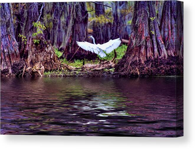 Egret Canvas Print featuring the photograph The Landing #3 by Douglas Barnard