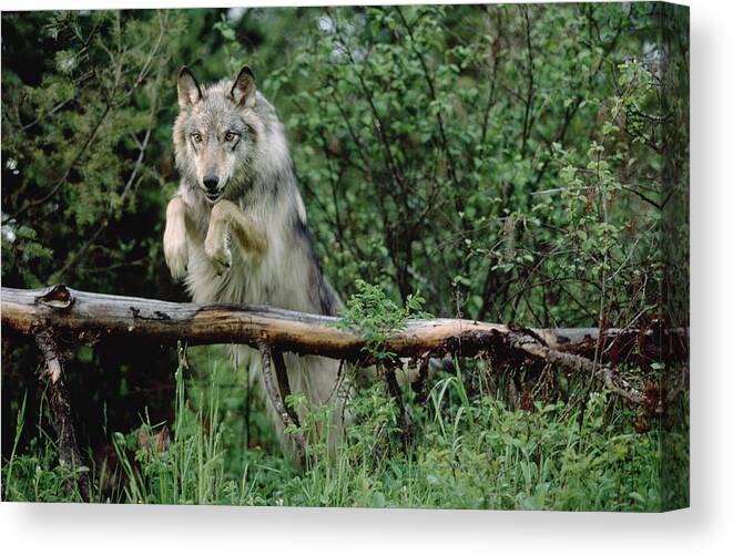 00172293 Canvas Print featuring the photograph Timber Wolf Leaping Over Fallen Log #1 by Tim Fitzharris