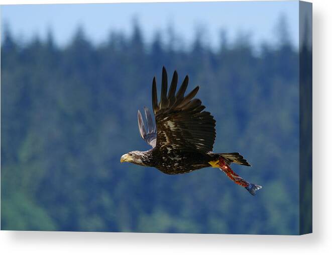 Eagle Canvas Print featuring the photograph WA-6-12-neah bay-eagleImm2 #1 by Diana Douglass